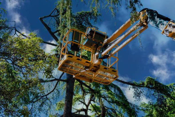 Trusted Kerman, CA Tree Removal and Landscaping Services Experts